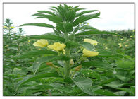 น้ำมันพืชชนิดออร์แกนิกอีฟนิ่งพริมโรสอาหารเกรดโกลเด้นสีเหลืองรับรองมาตรฐาน ISO