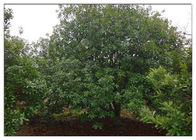 Bayberry Bark Extract สารสกัดจากธรรมชาติต้านการอักเสบผงสีเขียว CAS 529 44 2
