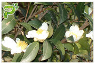 ส่วนผสมเครื่องสำอางธรรมชาติ Camellia Oleifera Abel Seed Extract ชา Saponins สำหรับอิมัลซิไฟเออร์