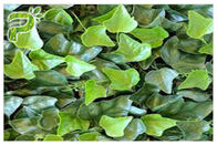Hedera Helix Hederacoside สารสกัดจากพืชผงไอวี่ใบสารสกัดรักษาไอและเย็น
