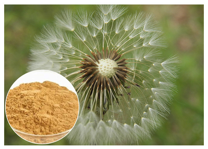 Dandelion Root Plant Extract ผงสีน้ำตาลเข้ม HPLC 5% อาหารเกรด Anti - Aging