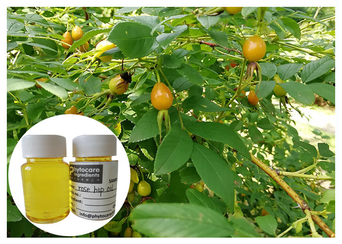 การกำจัดรอยแผลเป็น Rosehip Fruit Oil การกดลงสีเหลืองด้วย Linolieic Acid