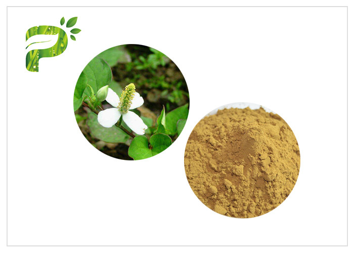 สารสกัดจากพืชดั้งเดิมผงการอักเสบ Houttuynia Cordata Thunb Extract Powder