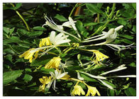 การรักษาสารสกัดจากดอกเข็มดอกหนาว, 25% สารสกัดจาก Lonicera Japonica ด้วยกรดคลอโรนิก
