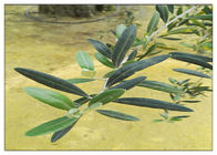 Oleuropein Natural Olive Leaf สารสกัดจากธรรมชาติด้วยเครื่องทดสอบ HPLC