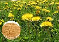 สารต้านอนุมูลอิสระที่มีประสิทธิภาพสารสกัดจากธรรมชาติ Natural Dandelion Roar Extract Powder