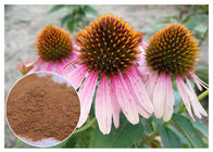 สารสกัดจากพืชสมุนไพรบริสุทธิ์ Echinacea Purpurea Powder การปรับปรุงภูมิคุ้มกัน