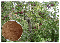 สารสกัดจากต้นแอปเปิ้ลและสารสกัดจากเปลือกต้นแอปเปิ้ลคลอไรด์สำหรับใช้เป็นอาหารเสริม