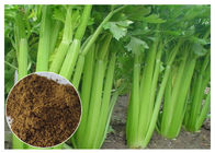 80 Mesh Celery Extract Powder, เมล็ดผักชีฝรั่ง Apium Graveolens Extract สำหรับโรคข้ออักเสบ