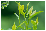 สารสกัดจากชาเขียวสกัดผงป้องกันอาการรุนแรงสารโพลีฟีนอล 95% UV Test