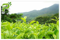 สารสกัดจากชาเขียวสกัดผงป้องกันอาการรุนแรงสารโพลีฟีนอล 95% UV Test