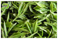 CAS 989 51 5 สารสกัดจากใบชาเขียวชาเขียวผลิตภัณฑ์เสริมอาหารเพื่อลดน้ำหนัก