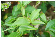 Green Tea Polyphenols สารสกัดจากพืช 95% สำหรับอาหารเสริมลดน้ำหนัก