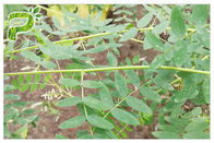 สารป้องกันการอักเสบ Astragalus Membranaceus Extract Astragaloside IV