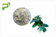 สารสกัดจากพืชธรรมชาติจากใบปะการังสูตร Ursolic Acid Powder HPLC Test Method