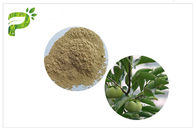 สารสกัดจากกรด Ursolic Natural Plant, CAS 77 52 1 ใบพลับมีความบริสุทธิ์สูง
