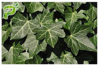 สารสกัดจากพืชสมุนไพรใบ Ivy Hedera Helix Hederacoside ส่งเสริมการไหลเวียนโลหิตสำหรับผลิตภัณฑ์เสริมอาหาร
