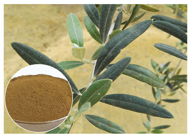 80 Mesh Natural Olive Leaf Extract Powder อาหารเกรดปรับปรุงระบบภูมิคุ้มกัน