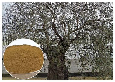 Oleuropein Olive Leaf Extract Supplement, สารสกัดจากใบมะกอกเพื่อป้องกันโรคหัวใจ