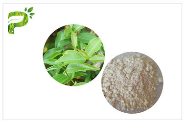 CAS 989 51 5 EGCG สารสกัดจากชาเขียวเกรดเครื่องสำอางส่วนผสม Epigallocatechin Gallate